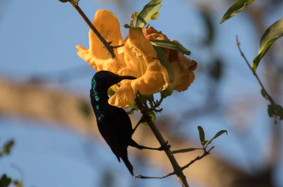 Rohida Flowers And The Nectar Robber Sunbird: An Interesting Story Of Pollination