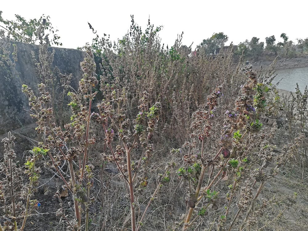 राजस्थान में फैलने वाली नयी विदेशी वनस्पतियां