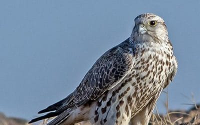 Saker Falcon (Falco cherrug) in Rajasthan