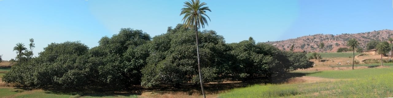 largest banyan tree of rajasthan