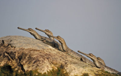 National Chambal Sanctuary: Jurassic Park In The Anthropocene