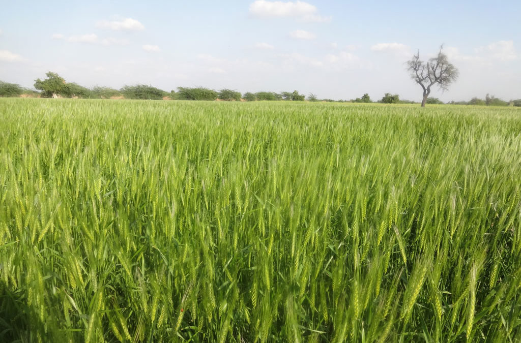 Kharchia Wheat : Red Indigenous Wheat Of Pali-Marwar For Saline Soils