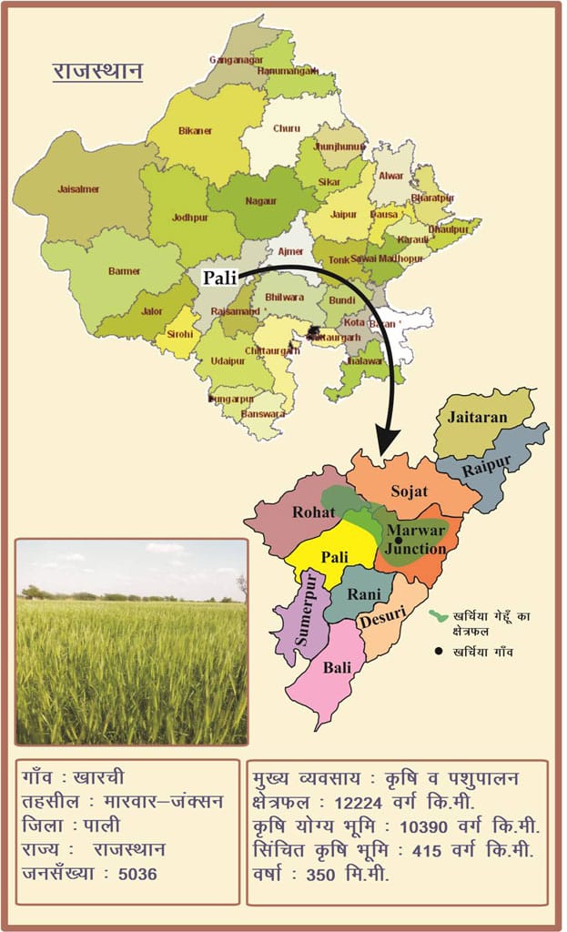 kharchia wheat growing area in rajasthan