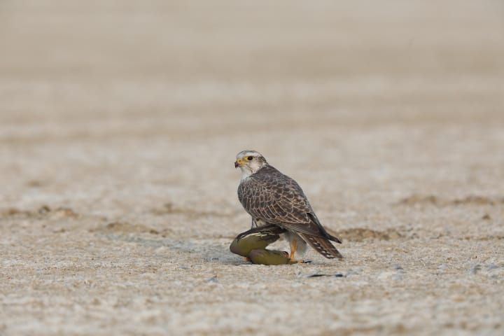 Saker falcon With Green Pigeon 