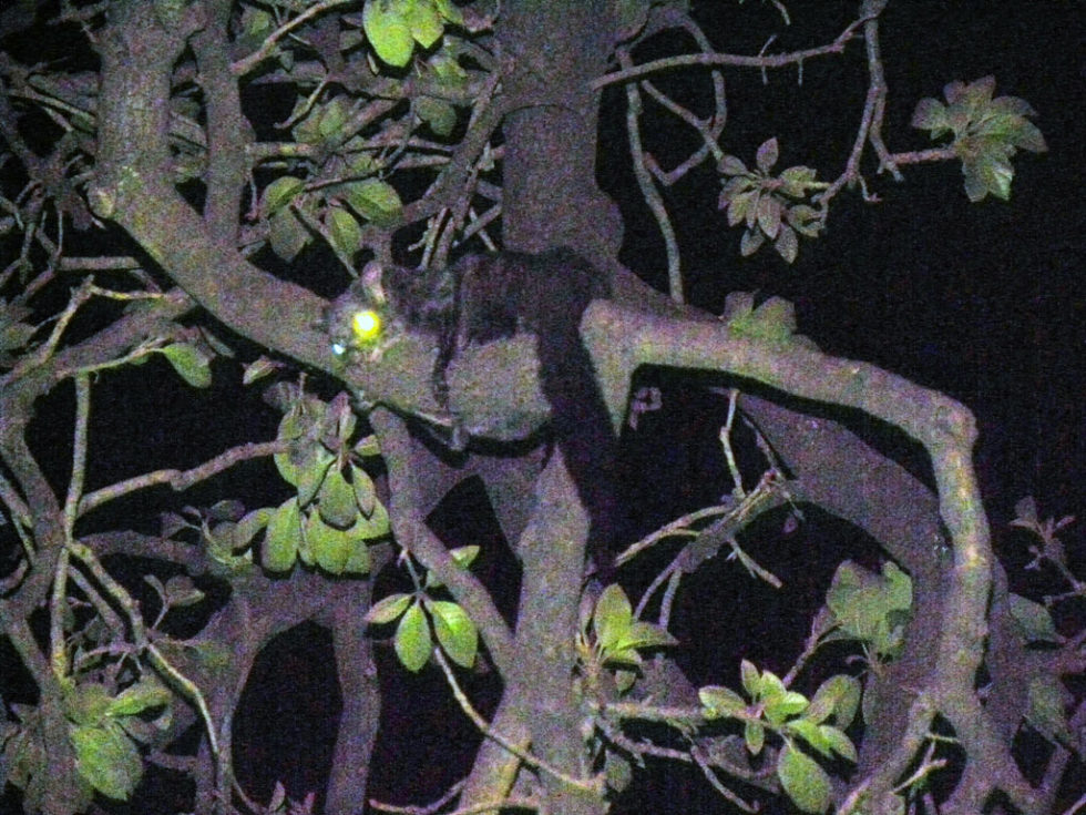 indian giant flying squirrel lying on a tree