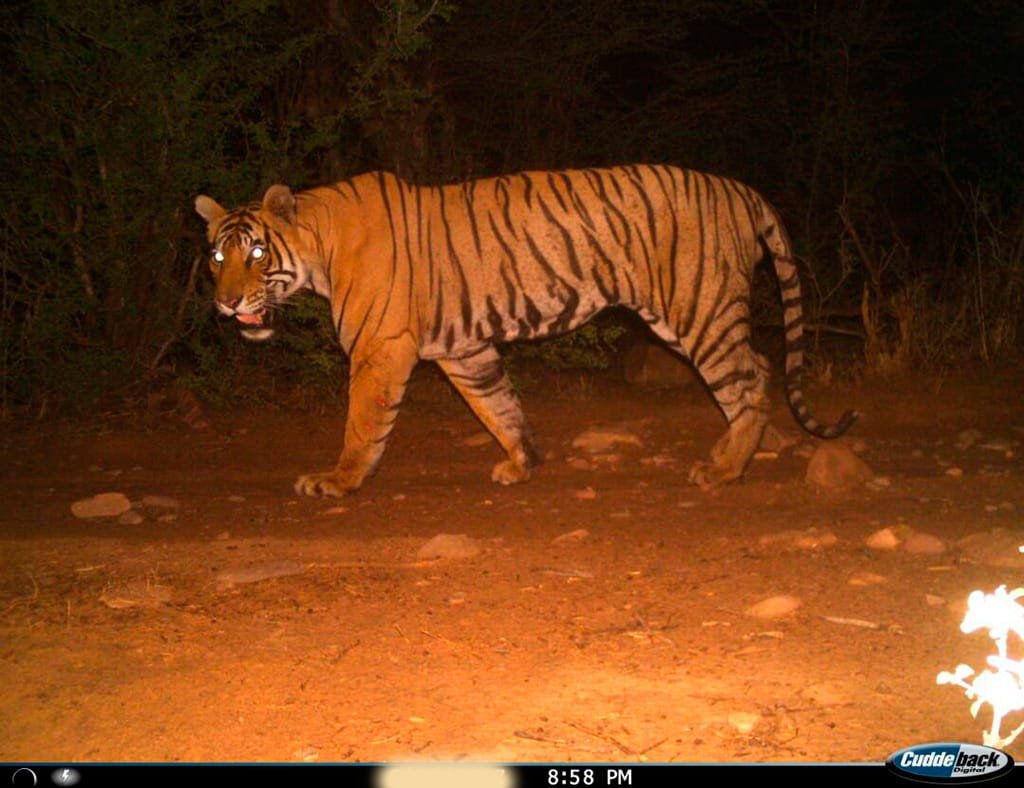 राजस्थान की प्रथम कैमरा ट्रैप फोटो