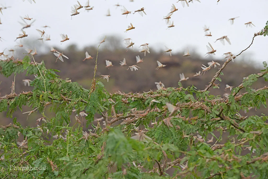 Locusts: Ancient migratory pests