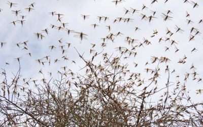 Locusts: Ancient migratory pests