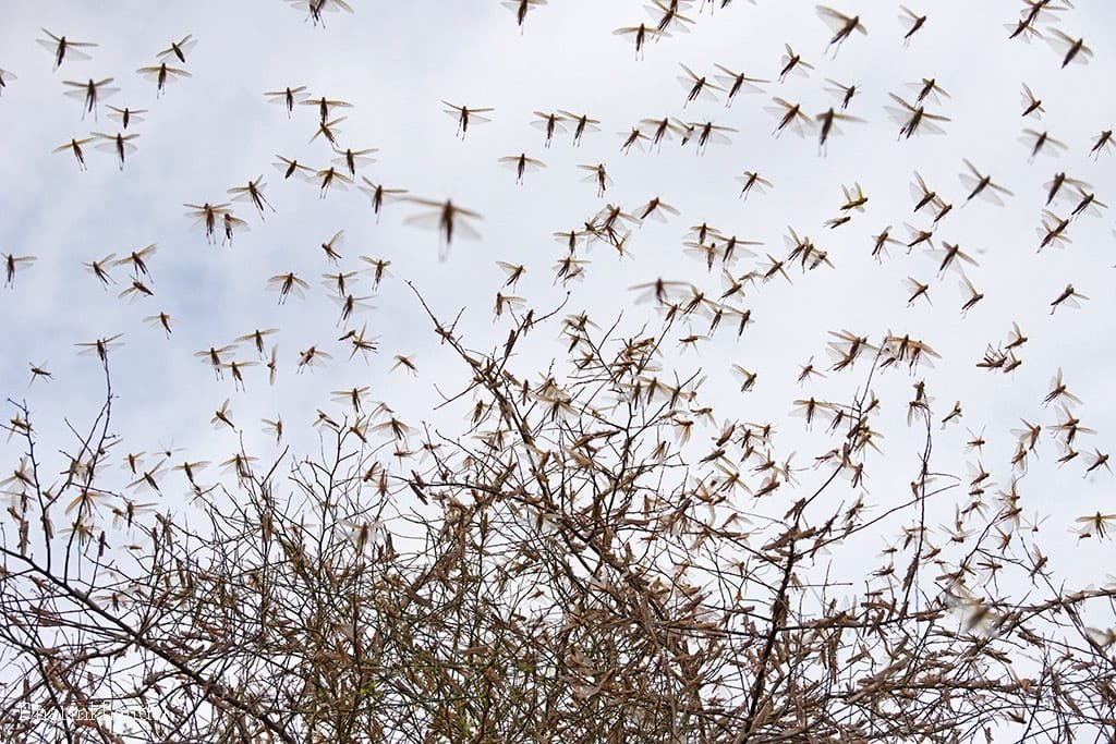 Locusts: Ancient Migratory Pests
