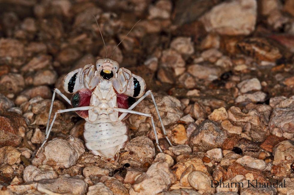 Gallery - Rajasthan Biodiversity Network