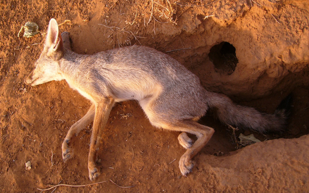 कुत्तो का वायरस बाघों के लिए खतरा: कैनाइन मोर्बिली वायरस