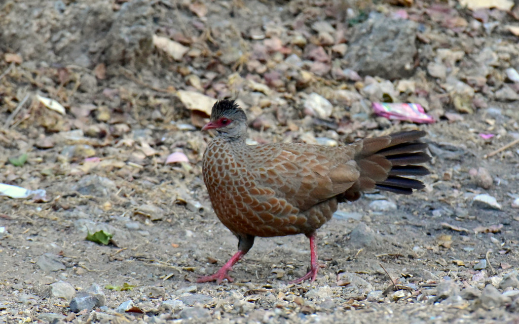 स्परफाउल: राजस्थान में मिलने वाली जंगली मुर्गियां