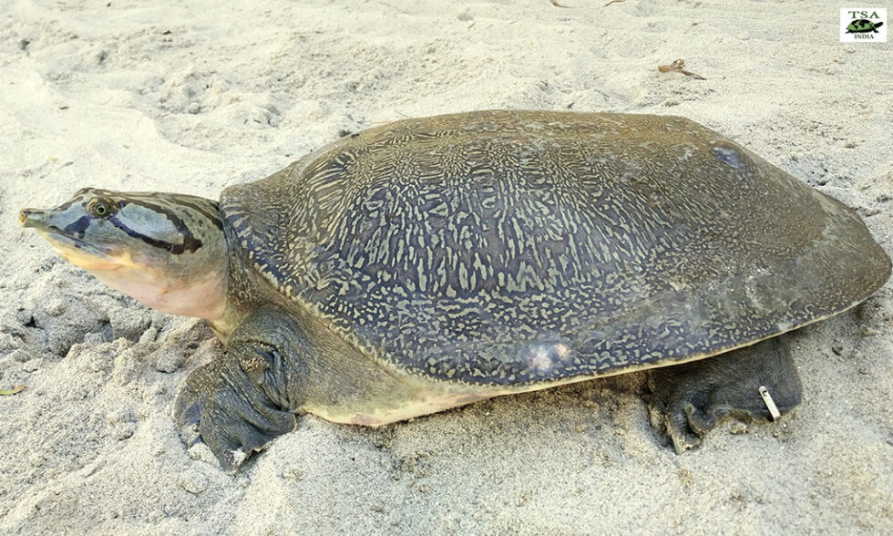 Narrow Headed Softshell Turtle Archives Rajasthan Biodiversity Network 