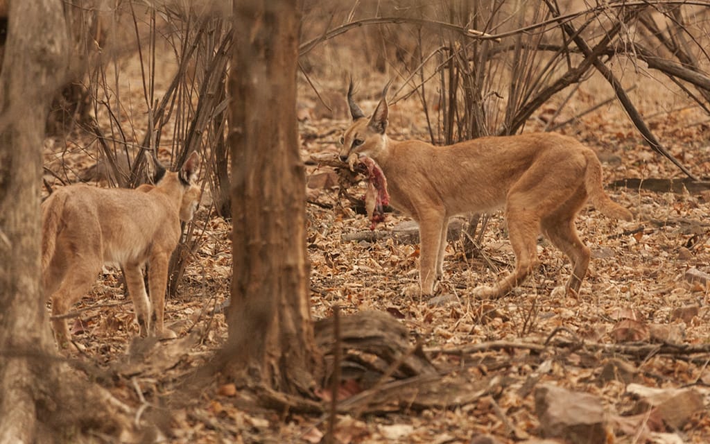 Diminishing Dominions: Revelations from a New Study on the Caracal in India