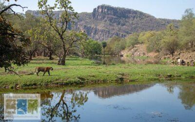 राजस्थान के संरक्षित क्षेत्र