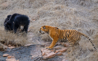 एक भालू माँ और बाघिन में संघर्ष