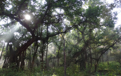 राजस्थान में विशाल आकार के वृक्ष, झाडियां एवं काष्ठ लतायेंः एक विवेचन