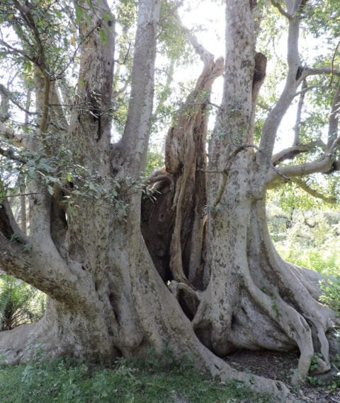 Marwar Tree राजस्थान में विशाल आकार के वृक्ष, झाडियां एवं काष्ठ लतायेंः एक विवेचन