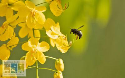 प्राकर्तिक स्थलों की जीवंतता के प्रतीक भोरें
