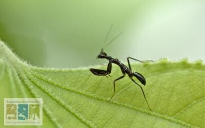 चींटो के अवतार में “प्रेइंग मैंटिस”