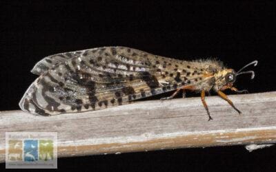 अंटलायन का संसार