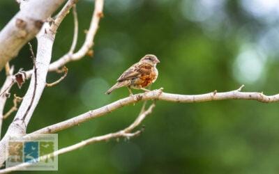 वन्यजीवों में “एरिथ्रिज्म”