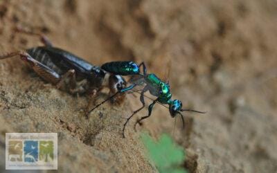 ततैये जो झींगुर की आत्मा छीन लेते हैं