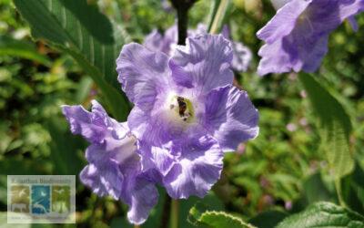 कार्वी: आठ साल में फूल देने वाला राजस्थान का अनूठा पौधा