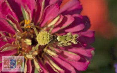 क्या प्रेइंग मैंटिस अपना रंग भी बदलता है?