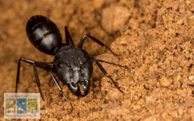 जीव जगत में साझेदारी