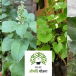 घर-घर औषधि योजना: आमजन के स्वास्थ्य के लिए सरकार की एक पहल