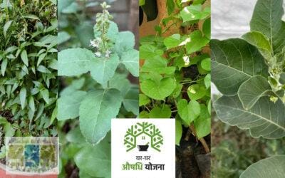 घर-घर औषधि योजना: आमजन के स्वास्थ्य के लिए सरकार की एक पहल