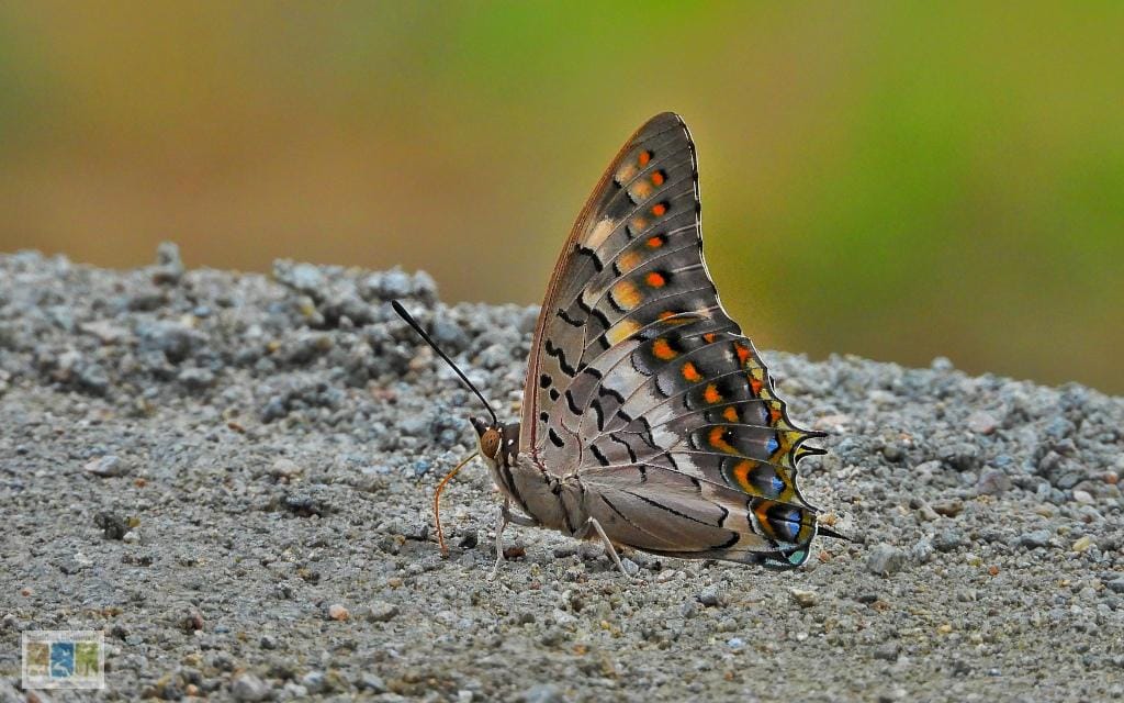 Insects and other Macros-Gallery - Rajasthan Biodiversity Network