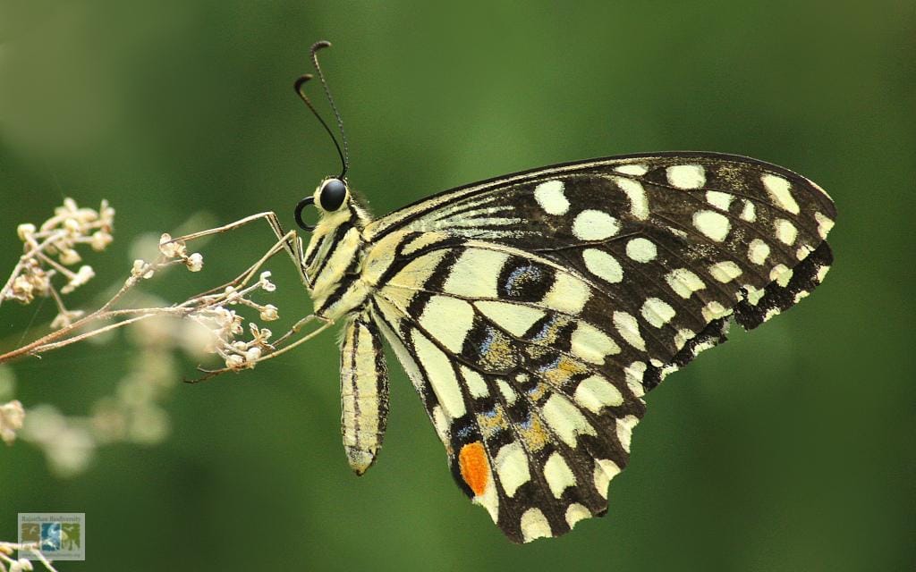 Insects and other Macros-Gallery - Rajasthan Biodiversity Network