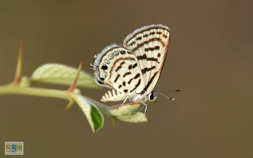 Insects and other Macros-Gallery - Rajasthan Biodiversity Network