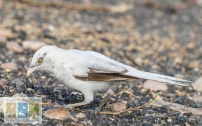 पक्षियों में ल्यूसिज्म