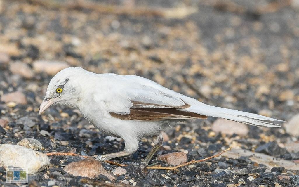 पक्षियों में ल्यूसिज्म