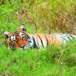 रणथम्भौर में अनाथ बाघ शावकों का संरक्षण