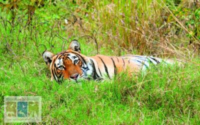 रणथम्भौर में अनाथ बाघ शावकों का संरक्षण