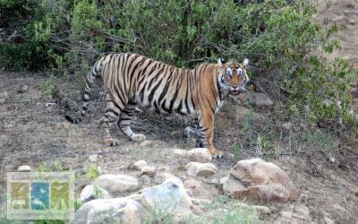 सरिस्का की समग्र सफलता का रास्ता और कितना लम्बा?