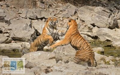 बाघों में जलश्रोतों के लिए लड़ाई