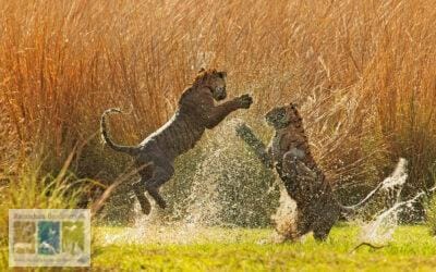 बाघ शावकों में खेल-खेल की लड़ाई