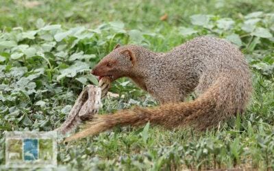 कैसे एक नेवले ने चुराया कोबरा का शिकार