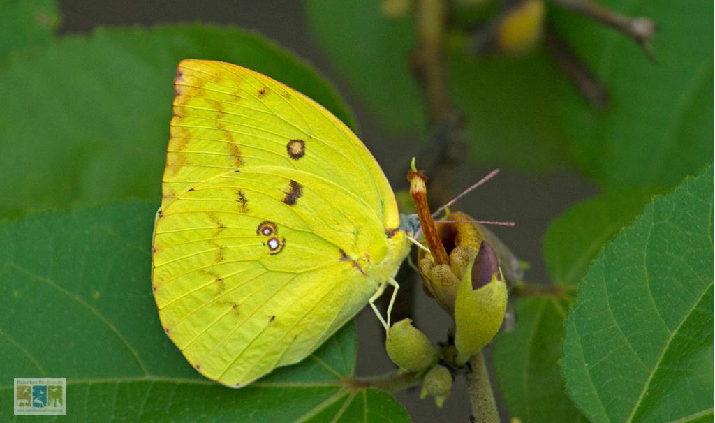 Insects and other Macros-Gallery - Rajasthan Biodiversity Network