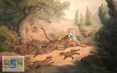 The Last Wild Dogs of Rajasthan (Dhole)