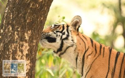 An Irresistible Fragrance