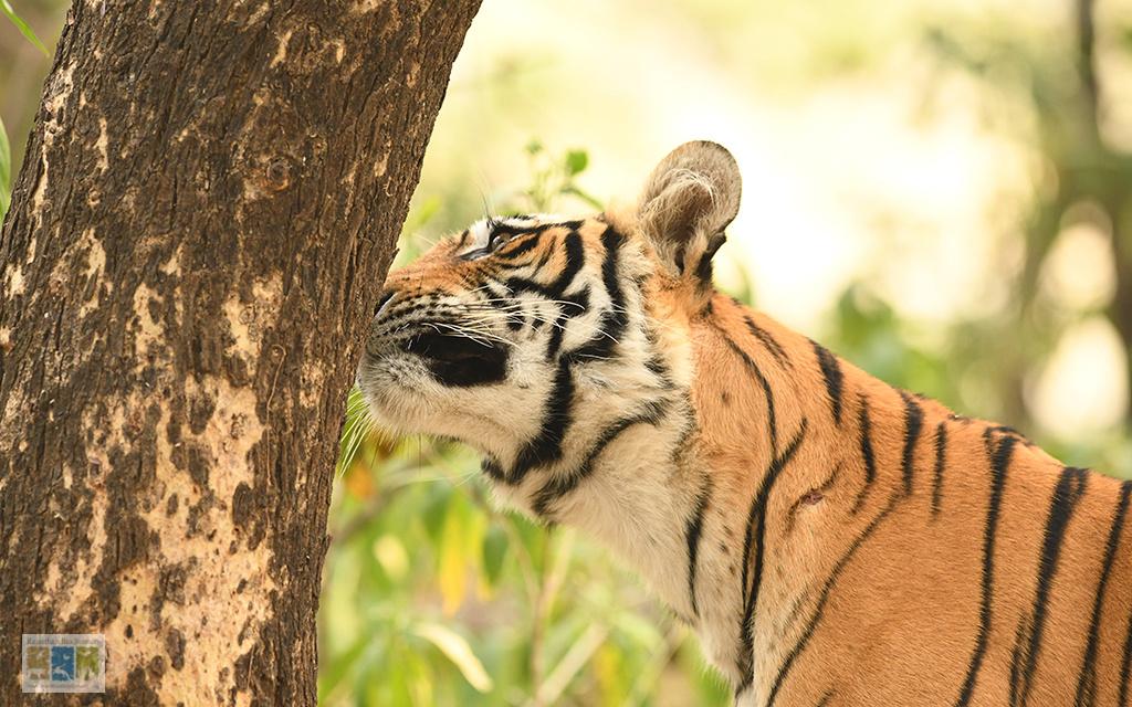 गंध सुगंध से राजी बादशाह