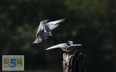 रिवर टर्न और स्थान का संघर्ष