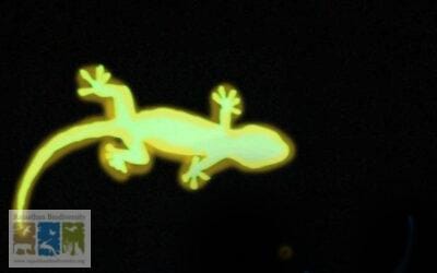 The Glowing Lizard of Madar Mountain: An Appeal to Herpetologists