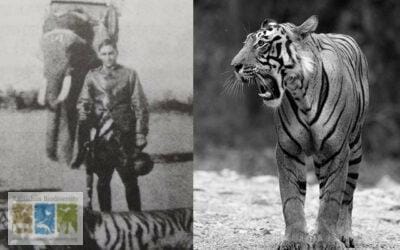 Hunting Tigers with Flypaper